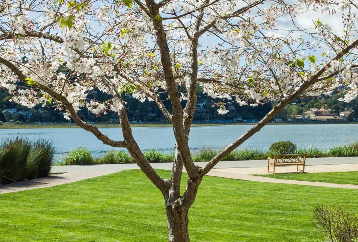 Marriott’s Fairway Villas hotel photo 3